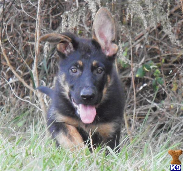 German Shepherd Puppies in FL